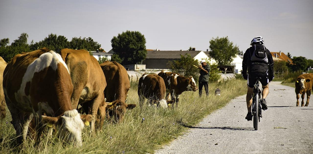 Fietsvakantie in Burgenland