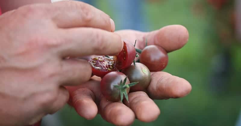 Stekovics tomaten