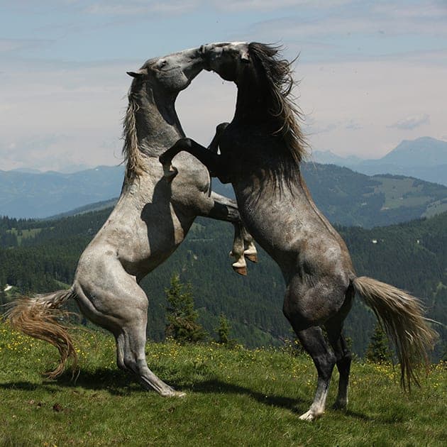 Piber - lipizzaner hengsten