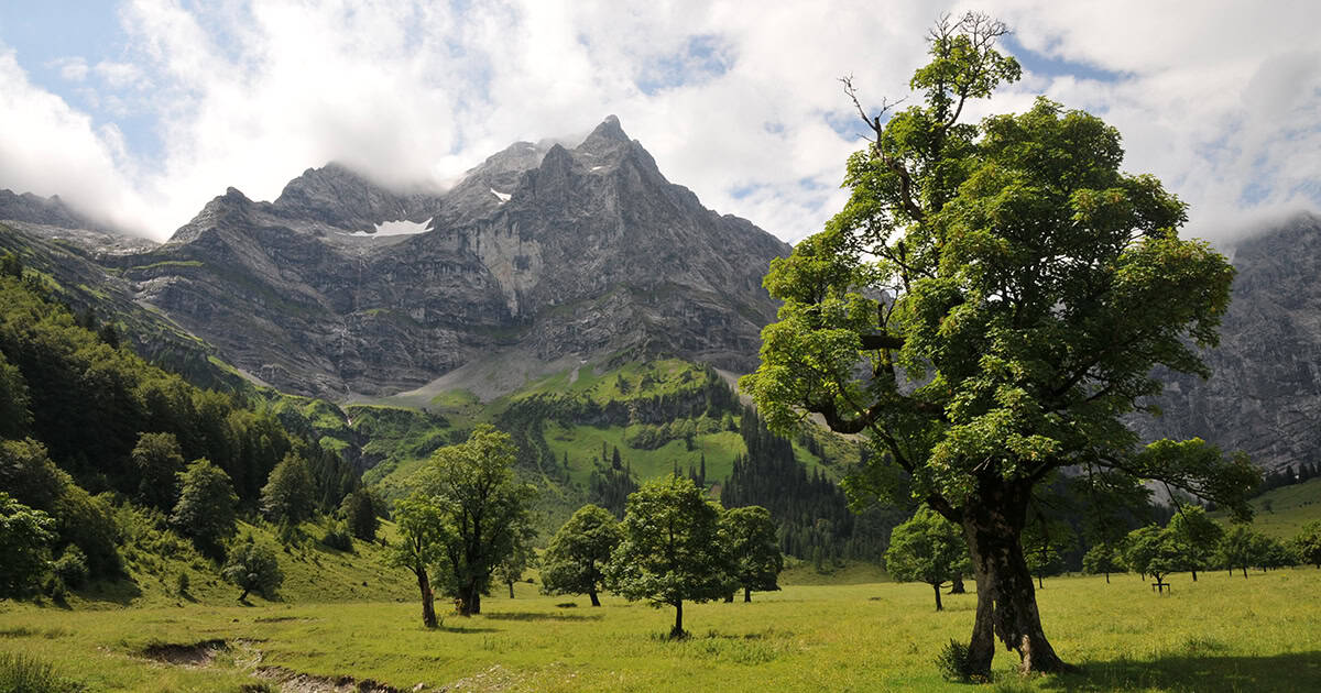 Großer Ahornboden