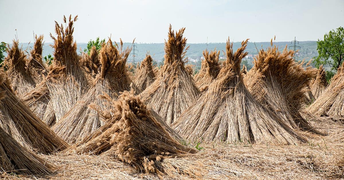 Drogend riet bij Purbach aan de Neusiedler See