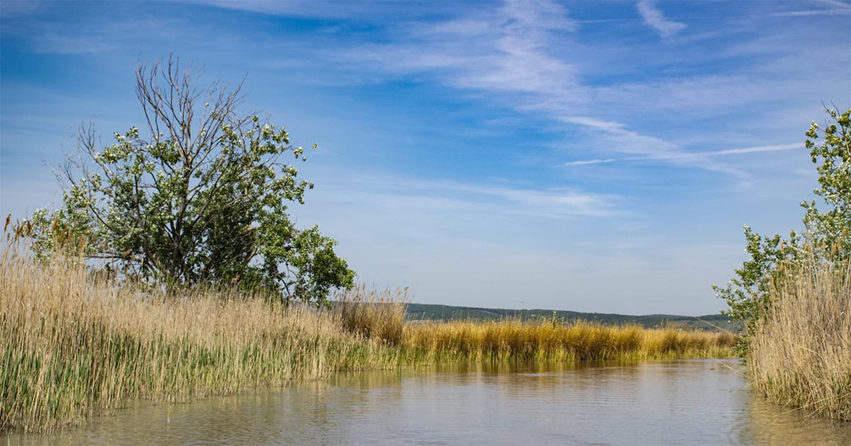 Riet rondom de Neusiedler See