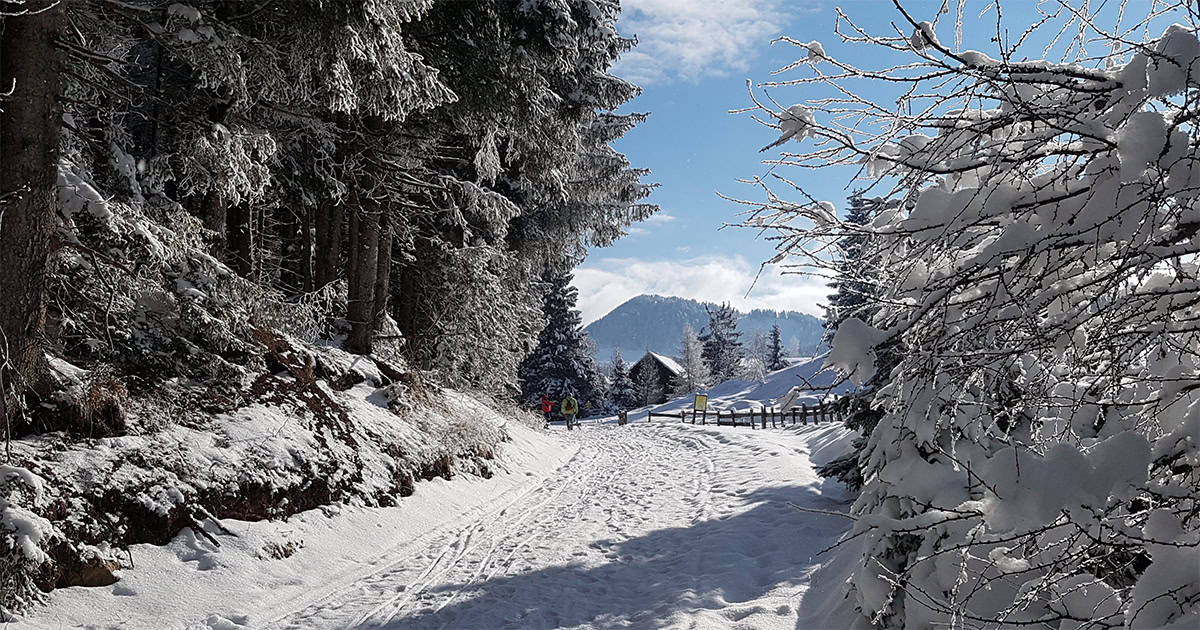 Winterwandelen in het natuurpark