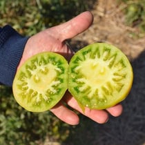 Tomaten van Erich Stekovics