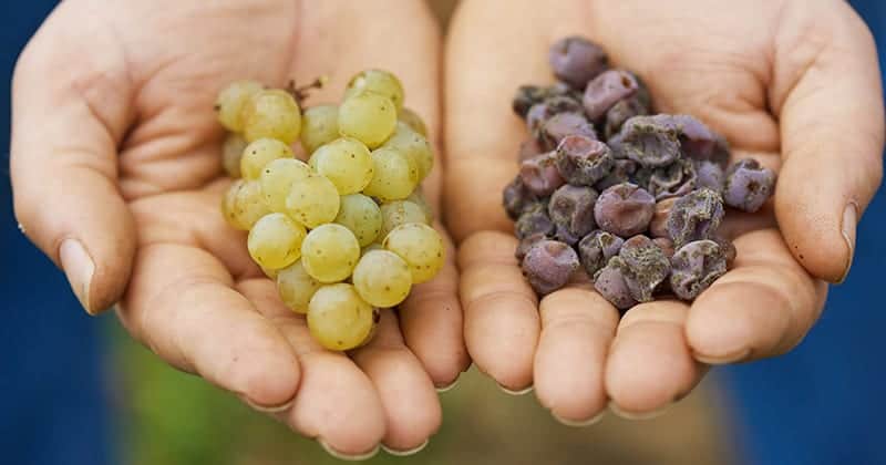 Botrytis of Edelfäule (rechts)