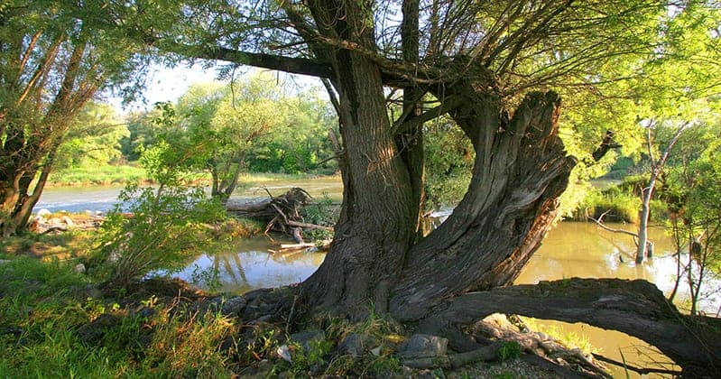 Donauau tussen Wenen en Hainburg