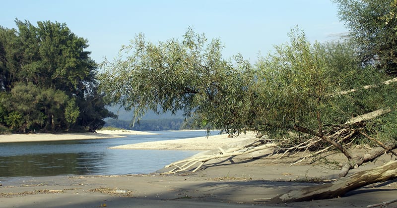 Donauau bij laag water