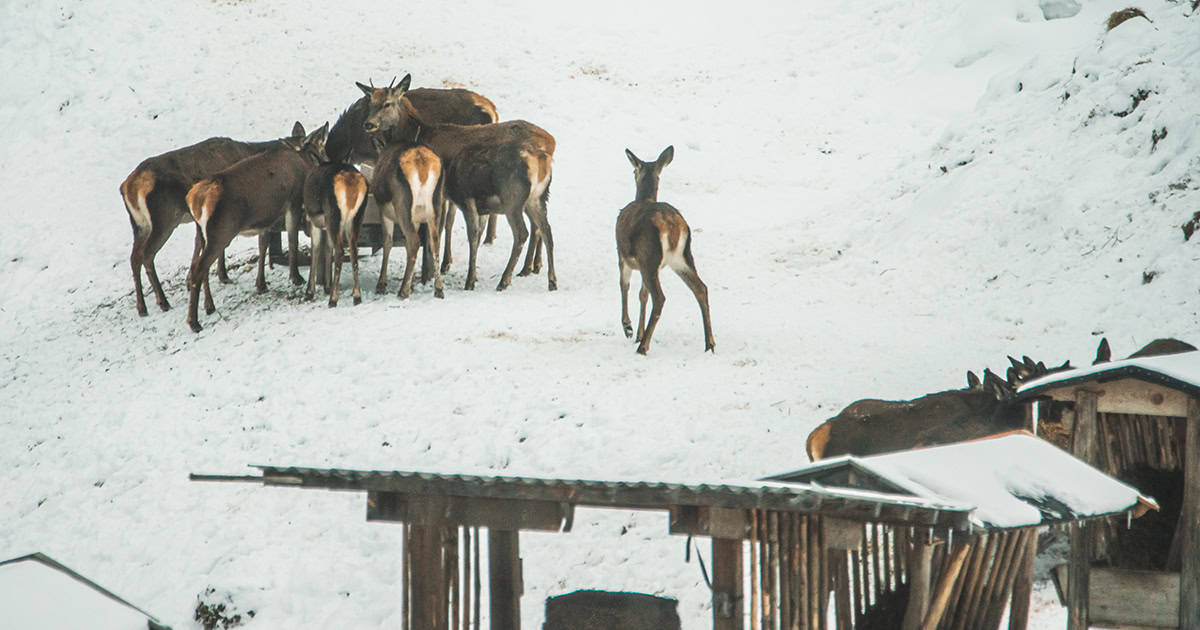 Wild wordt 's winters bijgevoerd