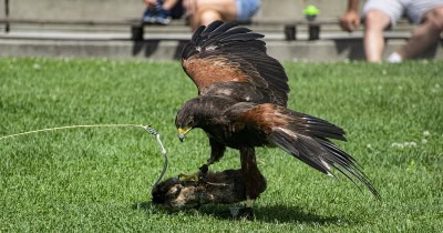 Roofvogelshow