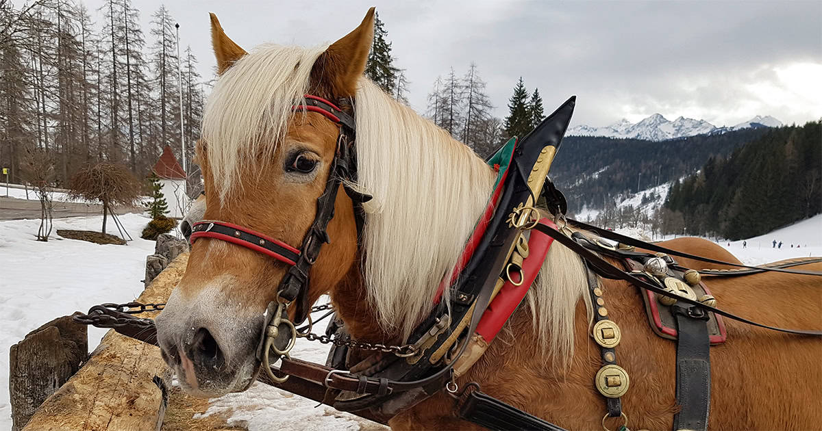 Haflinger met tuig