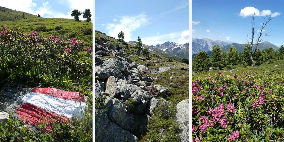 Alpenrosensteig