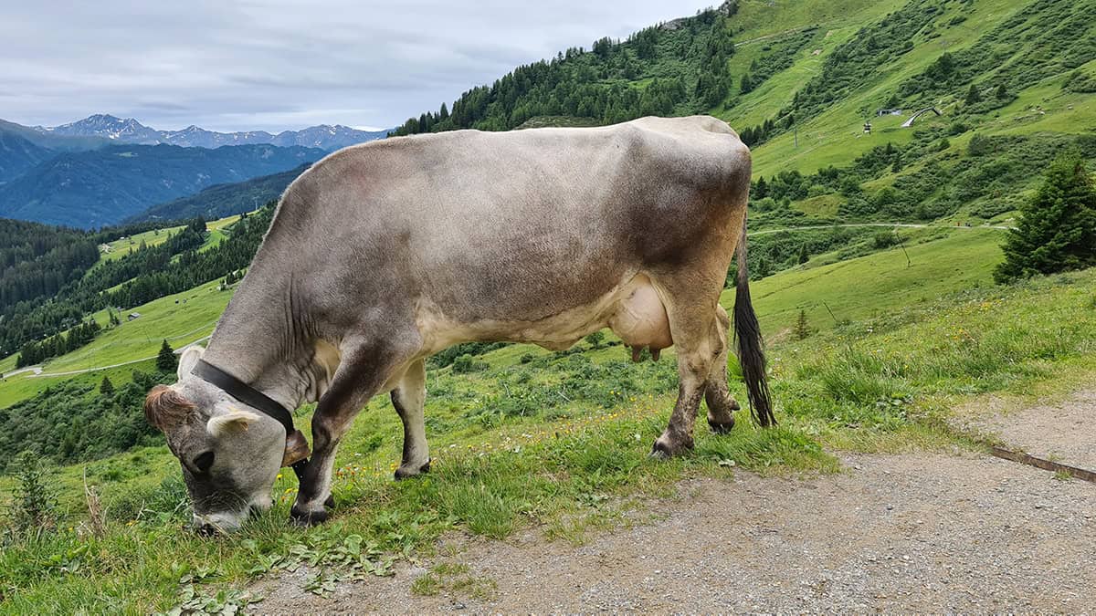 Tiroler Grauvieh