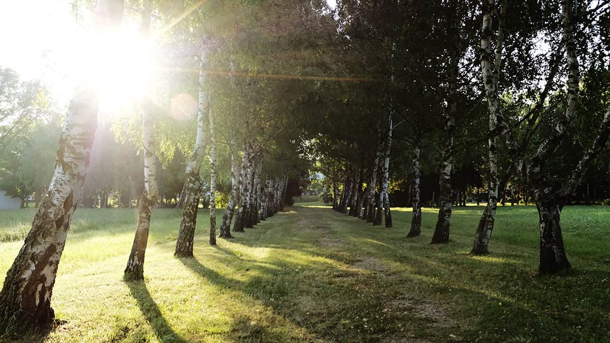 Marienkron: Zichtlijn in de tuin