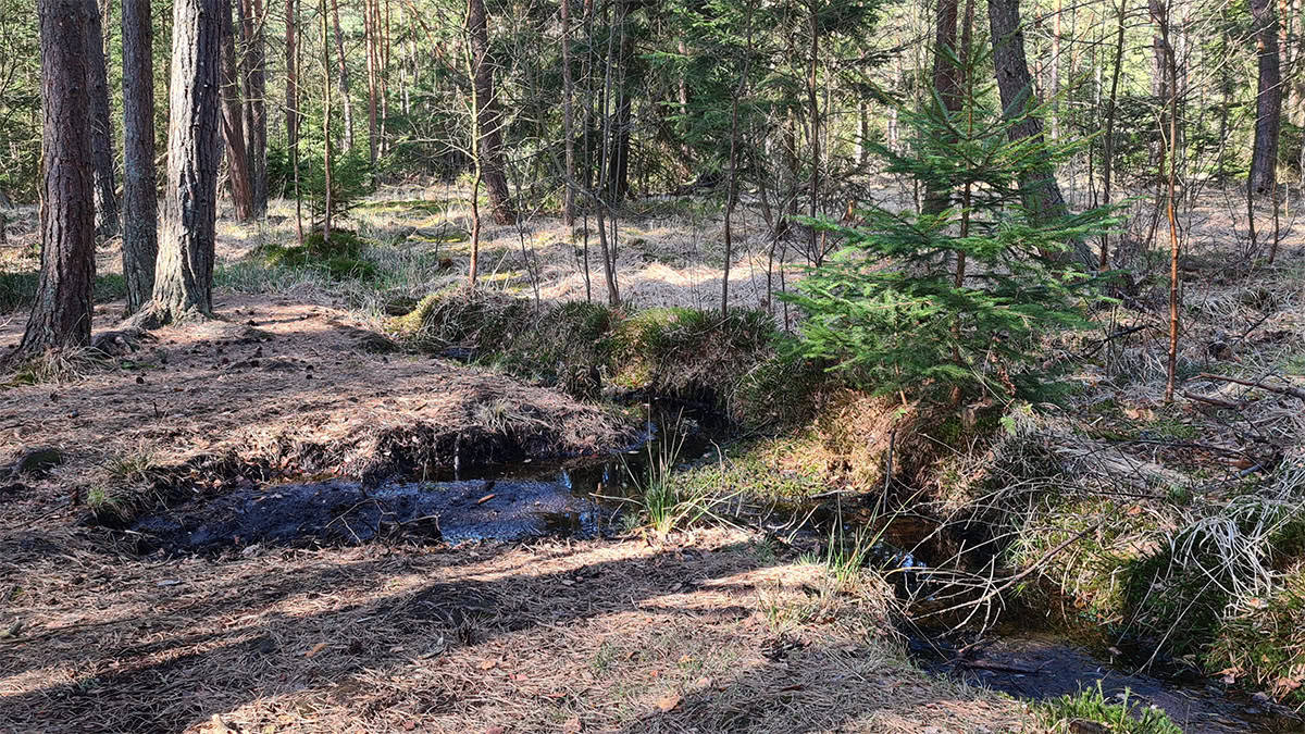 Heidenreichsteiner Moor