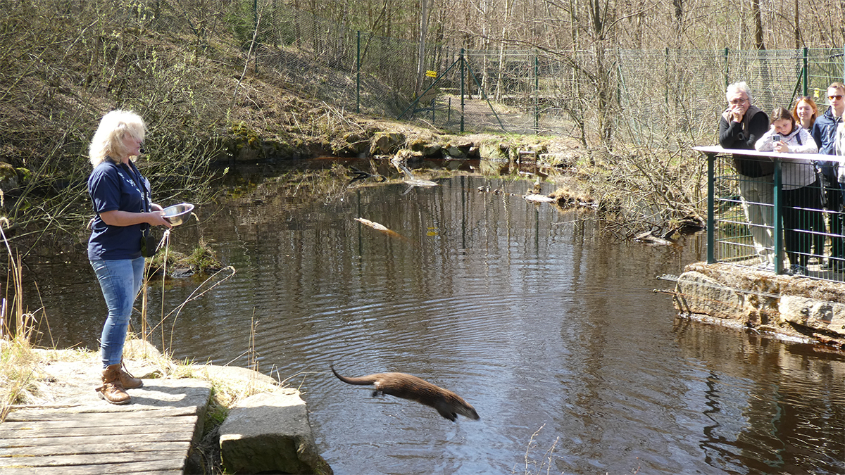 Otter Aska duikt naar vis