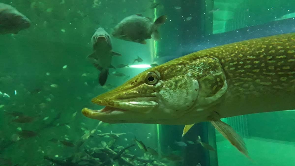 Snoekbaars in het aquarium