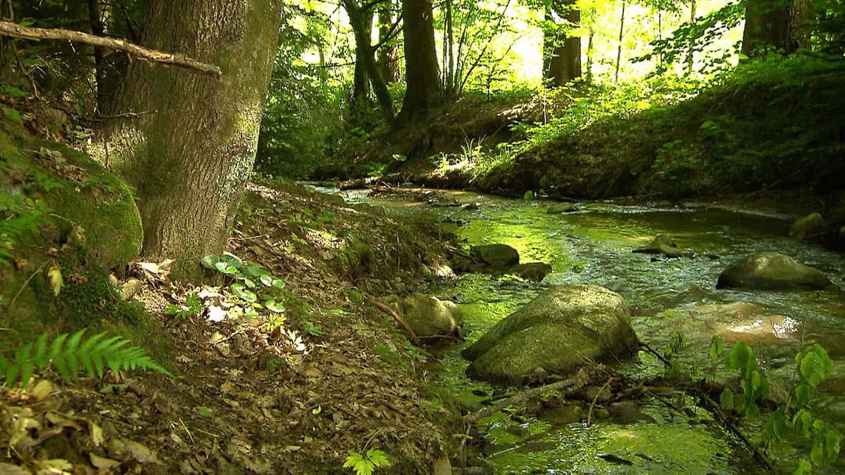 Willersdorfer Schlucht